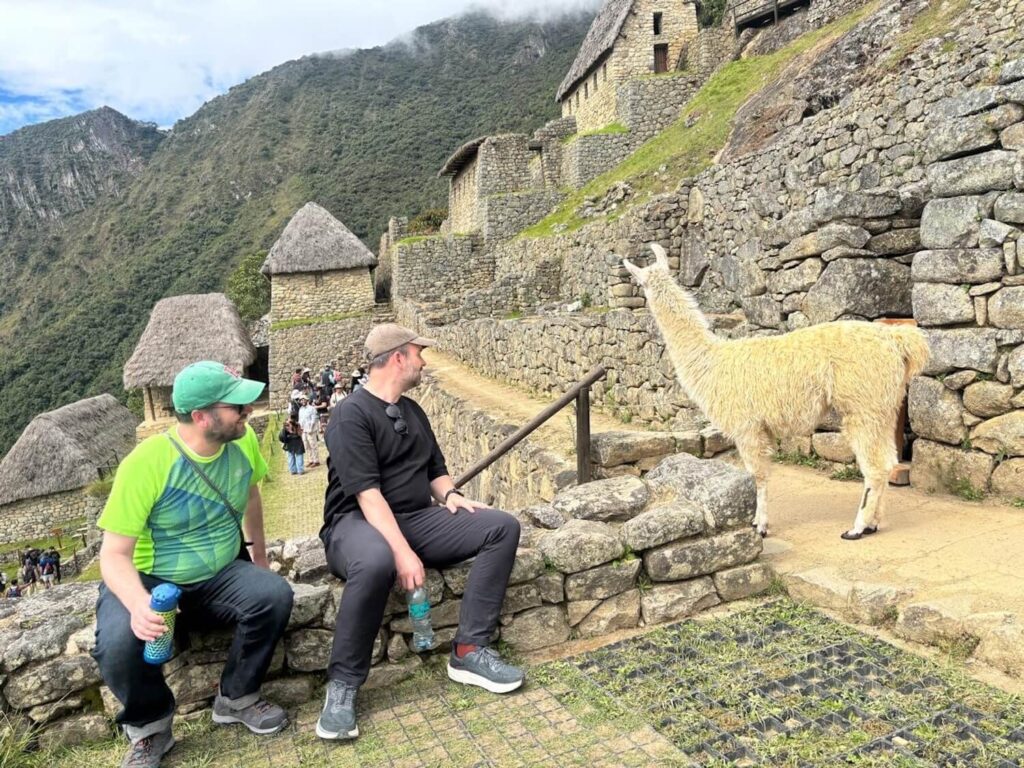 Llama walking through the Machu Picchu citadel near stone terraces and Inca buildings in Cusco, Peru